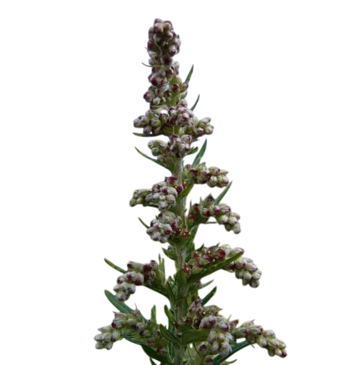 Artemisia vulgaris magvak, 400 db, hagyományos évelő gyógynövény aromás levelekkel, ültetés kertekbe és önellátók számára
