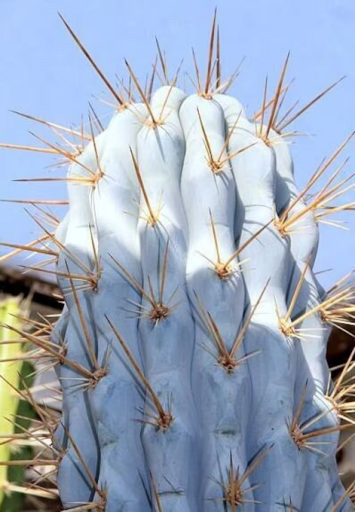 Azureocereus hertlingianus Browningia hertlingiana druh kaktusu Jednoduché pestovanie vonku 15 ks semienok