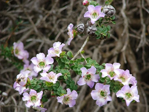 Balmin Leptospermum rotundifolium álló cserje Könnyen termeszthető szabadban 30 mag