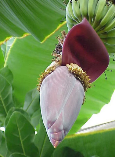 Banánovník špicatý Musa acuminata trpasličí banán Jednoduché pestovanie vonku 20 ks semienok