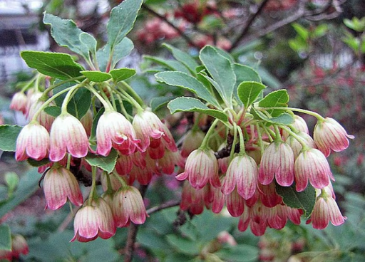 Bell Date Enkianthus campanulatus Arbust foios ușor de cultivat în aer liber 20 de semințe