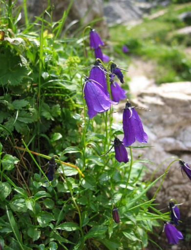 Bellflower Campanula pulla Łatwa w uprawie na zewnątrz 15 nasion