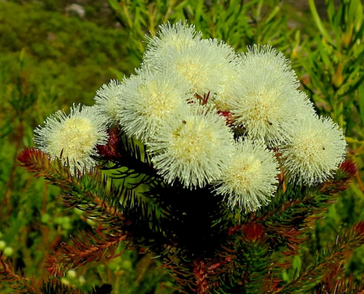 Berzelia abrotanoides Un arbust asemănător măturii Ușor de cultivat în aer liber 15 semințe