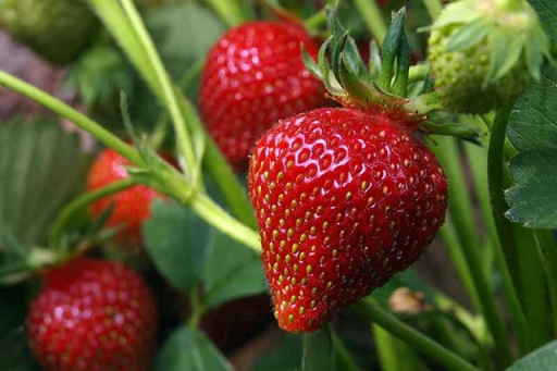Bio semínka jahody bez GMO Snadné pěstování uvnitř, venku, v květináčích, na záhonech 9 ks semínek