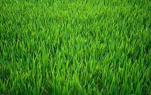 Bojín lúčny Timothy Grass Phleum pratense Jednoduché pestovanie vonku, na záhonoch 500 g semienok