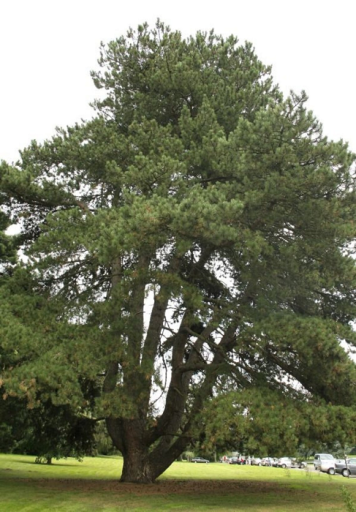 Borovica čierna Pinus nigra ihličnatý strom Jednoduché pestovanie vonku 35 ks semienok