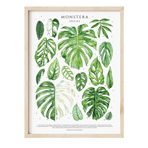 Botanický plakát na zeď s listy monstery 20 x 30 cm tisk na plátno zelené listy dekorace do bytu bez rámu