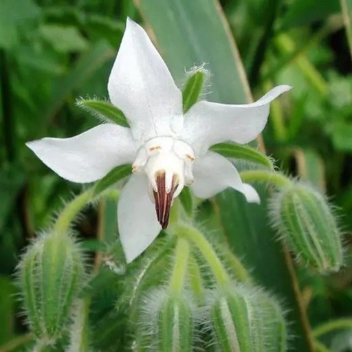 Brutnák lékařský bílokvétű Borago officinalis Alba 50 db mézes egynyári növény fehér csillagvirágokkal a kertbe