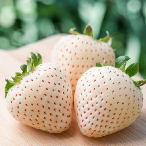 Căpșuni Semințe de apini căpșuni albe ușor de cultivat în interior, în aer liber, în ghivece, pe balcoane Semințe de Fragaria ananassa 15 buc.