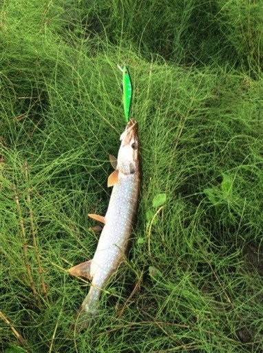 Cârlig de pescuit - Pește