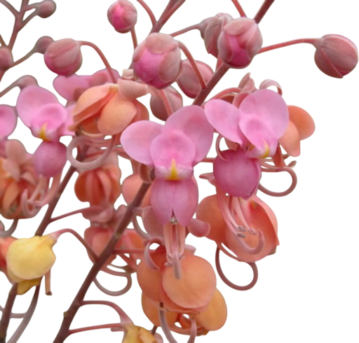 Cassia grandis Samen 10 Stück tropischer Zierbaum mit rosa und orangefarbenen Blüten für den Anbau im Garten und im Topf exotisches Holz