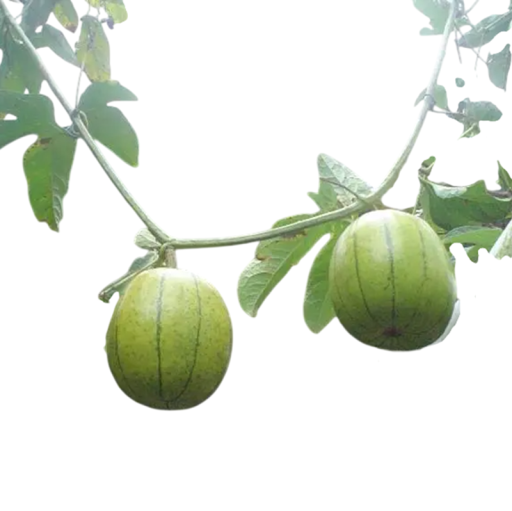 Cionosicyos macranthus Samen 5 Stück seltene tropische Kletterpflanze mit gelben Früchten für den Anbau im Gewächshaus oder Wintergarten