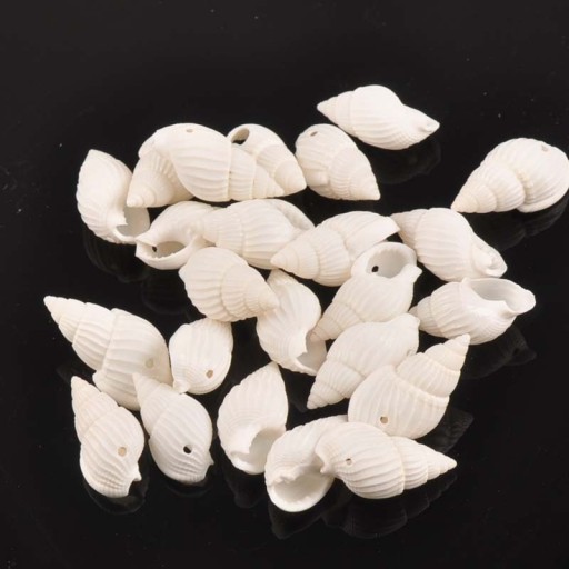 Conchiglia marina naturale 50 pz