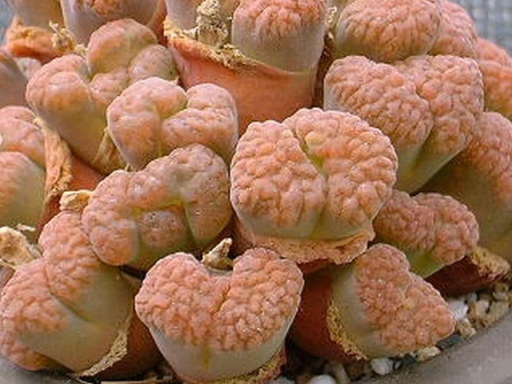 Conophytum verrucosum Jednoduché pestovanie vo vnútri aj vonku 10 ks semienok