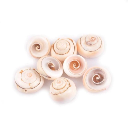 Coquille marine 10 pcs A2716