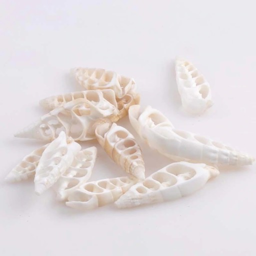 Coquille marine 20 pcs