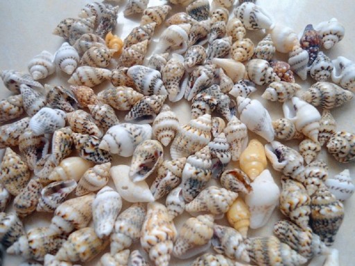 Coquilles marines 50 pcs