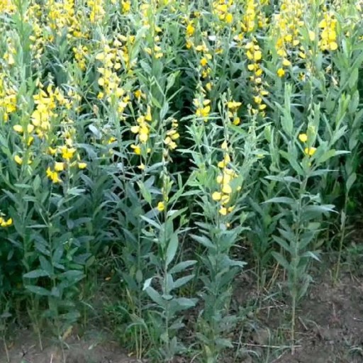 Crotalaria juncea Samen 20 Stück tropische Hülsenfrucht mit gelben Blüten zur Grüngutdüngung des Bodens und für Zwischenfruchtanpflanzungen im Garten
