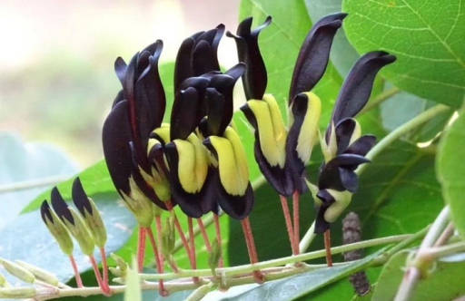Czarny Kennedia Kennedia nigricans krzew pnący. Łatwa w uprawie na zewnątrz. 10 nasion