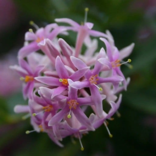 Dais cotinifolia Samen 20 Stück südafrikanischer Baum mit rosa runden Blüten für den Anbau in Gewächshäusern und tropischen Gärten