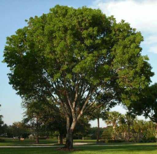 Dalbergia sissoo Samen 50 Stück indischer Shishambaum mit ausladender grüner Krone für tropische Kultivierung und Zieralleen
