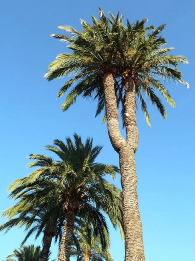 Datlovník pravý Phoenix dactylifera druh palmy Snadné pěstování venku 20 ks semínek