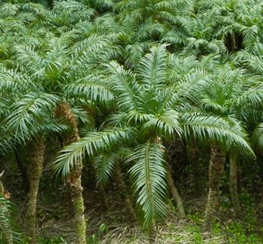 Datľovník Roebelenov Phoenix roebelenii trpasličia datľová palma Jednoduché pestovanie vonku 20 ks semienok