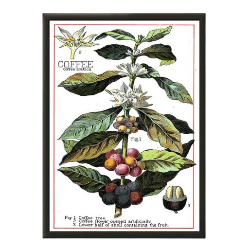 Dekoraatioplakaatti kahvipuu Coffea arabica kasvitieteellinen kuva 30 × 40 cm kangaspainatus vihreä värinen luonnollinen aihe kuva sisustukseen ilman kehystä