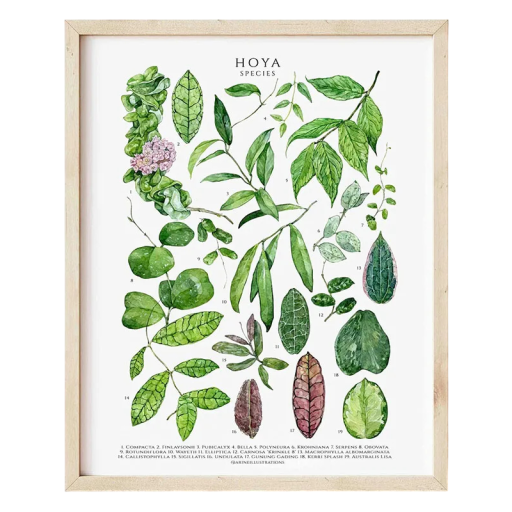 Dekorační plakát na stěnu s listy hoja 30 × 40 cm plátěný tisk měkký obraz botanický přírodní motiv bez rámu do interiéru