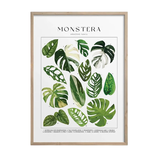Dekoratiivinen juliste monsterasta, kasvitieteellinen lehtimotiivi 30 × 40 cm, kangaspainatus, vihreä-valkoinen luonnollinen taulu seinälle sisätiloihin ilman kehystä
