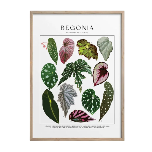 Dekorativní nástěnný plakát s listy begónie 50 × 70 cm tisk na plátno měkký botanický obraz bez rámu interiérová dekorace