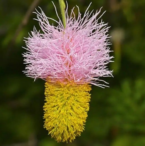 Dichrostachys cinerea Samen 5 Stk tropischer Strauch mit zweifarbigen rosa-gelben Blüten für den Anbau im Innenbereich und in Gewächshäusern