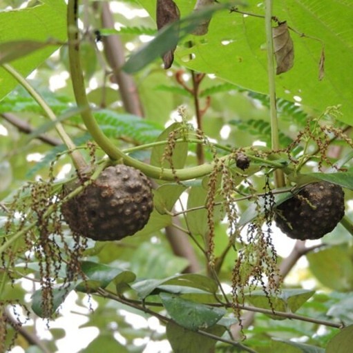 Dioscorea bulbifera Samen 5 Stk tropische Kletterpflanze mit braunen Luftknollen für den Anbau im Innenbereich und in Gewächshäusern