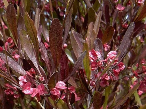 Dodonaea viscosa purpurea arbust veșnic verde Ușor de cultivat în aer liber 10 semințe