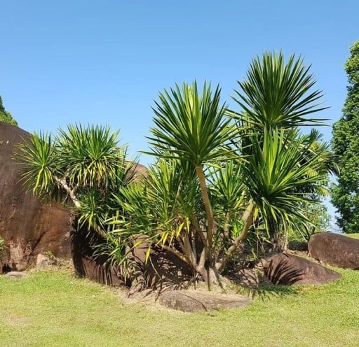 Dracaena cochinchinensis Samen 5 Stück tropischer Baum mit grünen schwertförmigen Blättern für den Innenbereich und Gewächshäuser