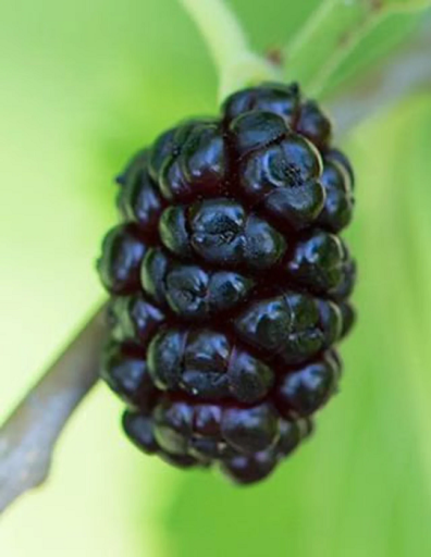 Dud negru Morus nigra copac iubitor de căldură dud negru Ușor de cultivat în aer liber 50 de semințe