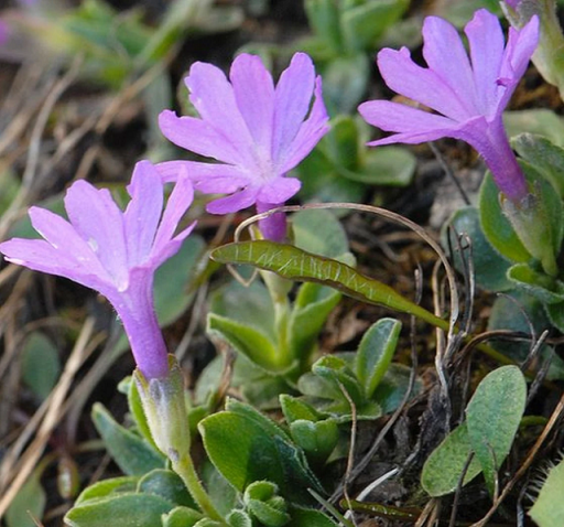 Egész levelű kankalin Primula integrifolia Könnyen termeszthető a szabadban 15 mag