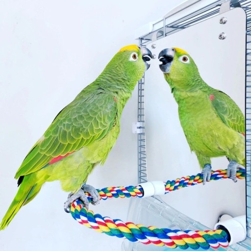 Espejo colgante con percha para pájaros