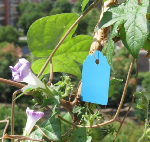 Etiquetas para plantas 100 uds C925