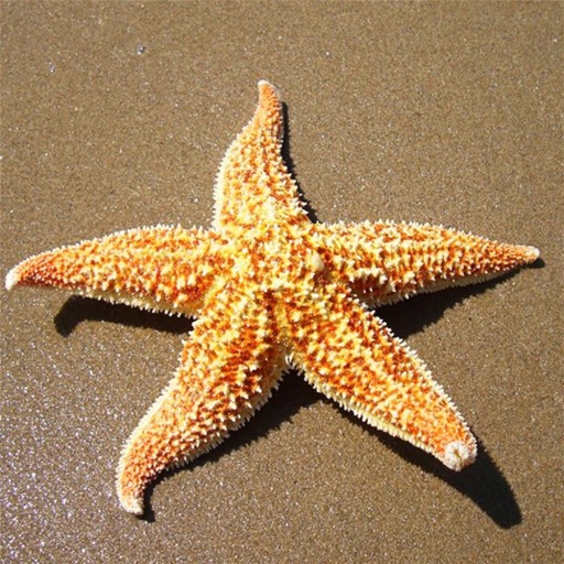Étoile de mer naturelle 2 pcs