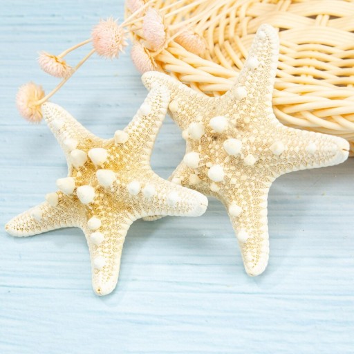 Étoile de mer naturelle