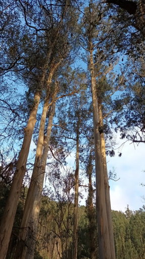 Eucalyptus globulus Eucalyptus globulus Arbore de foioase veșnic verde din Australia Ușor de cultivat în aer liber 120 de semințe