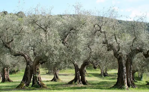 Európai olajfa Olea europaea örökzöld fa Könnyen termeszthető a szabadban 30 mag