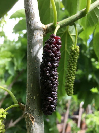 Fekete eperfa feketeeper GMO nélkül Könnyen termeszthető a szabadban, virágágyásban 50 mag