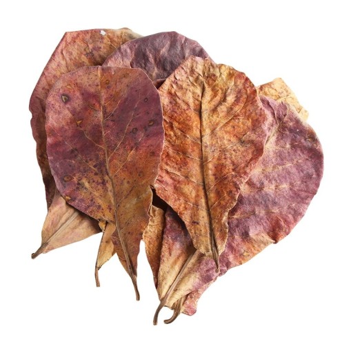 Feuilles de l'apicale droite pour aquarium 50 pcs