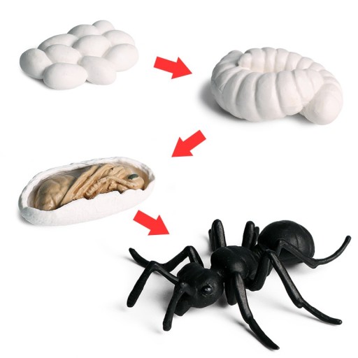 Figuras del ciclo de vida de la araña, 4 piezas
