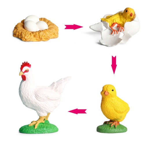 Figurines cycle de vie de la poule 4 pcs