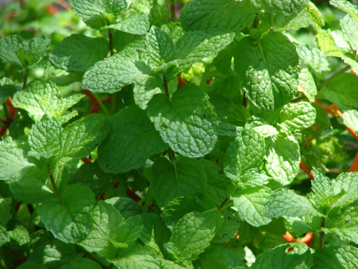 Fodormenta Mentha Spicata gyógynövény Könnyen termeszthető szabadban, beltérben, cserépben, virágágyásban kb 100 mag