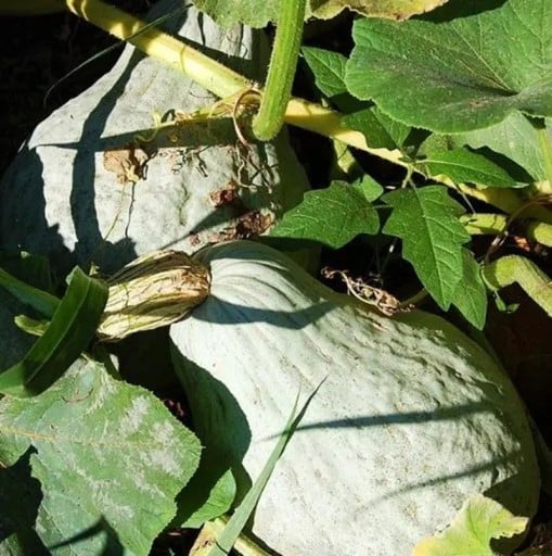 Frø af Cucurbita maxima Hubbard Blue Giant 5 stk blågrå kæmpe vintergræskar Hubbard til dyrkning i haven og efterårshøst