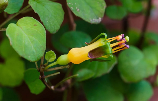 Fukszia Fukszia procumbens benőtt sziklabokor Könnyen termeszthető a szabadban 10 mag